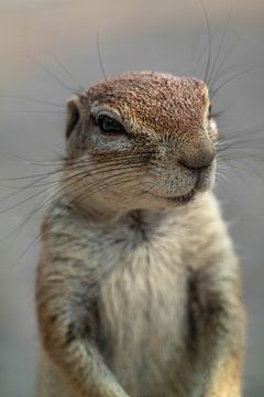 Curious ground squirrel by Denise Stevens