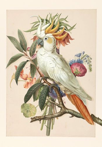 Henriëtta’s Bird