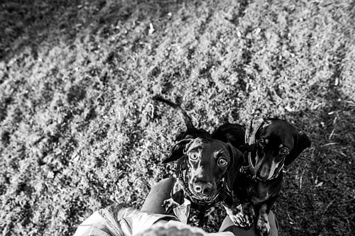 Choisissez-moi, choisissez-moi !