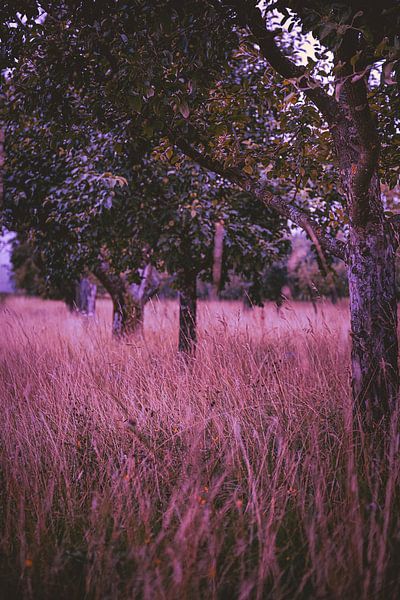 Baum im Feld von Thomas Heitz
