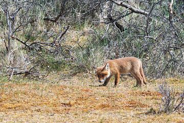 Young fox looks at his habitat by Merijn Loch