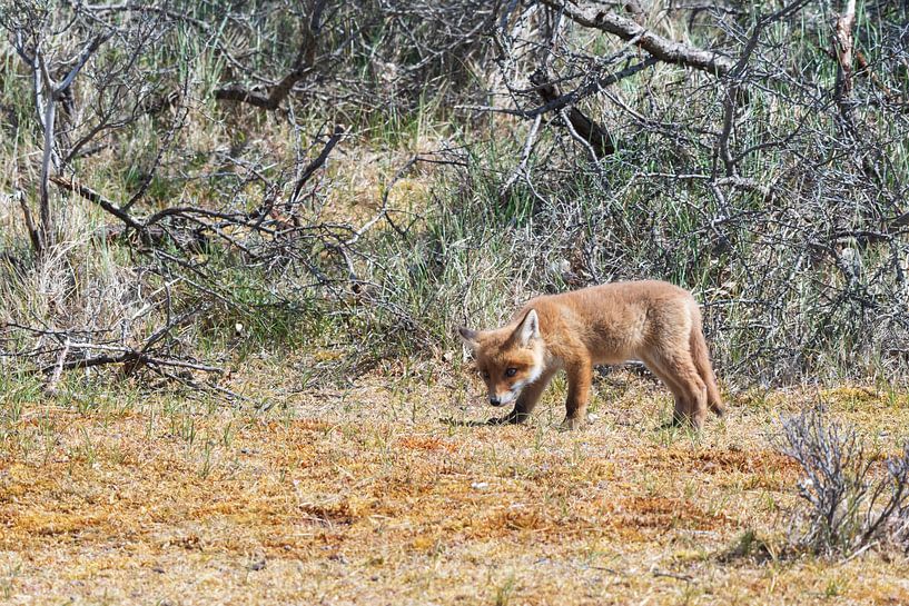 Junger Fuchs schaut auf seinen Lebensraum von Merijn Loch