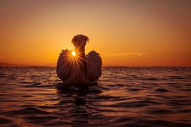 Crucian Pelican during sunset by Christien Brandwijk