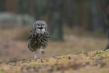 Great Horned Owl / Tiger Owl ( Bubo virginianus ) walking, funny frontal view by wunderbare Erde