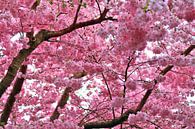 Prachtvolle Blüte eines Obstbaums im Frühling von MPfoto71 Miniaturansicht