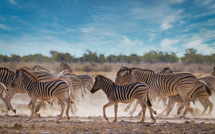 Zebra&#039;s in draf op de savanne van Eddie Meijer