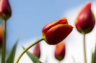 Tulip van Michael van der Burg thumbnail