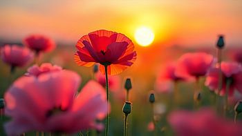 Dageraad ontwakende klaproos