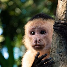Witschouderkapucijnaapje, aapje in Costa Rica van Bianca ter Riet