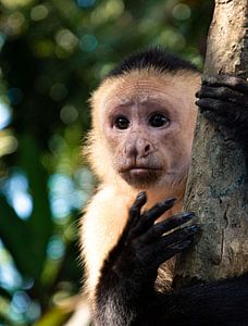 Witschouderkapucijnaapje, aapje in Costa Rica van Bianca ter Riet