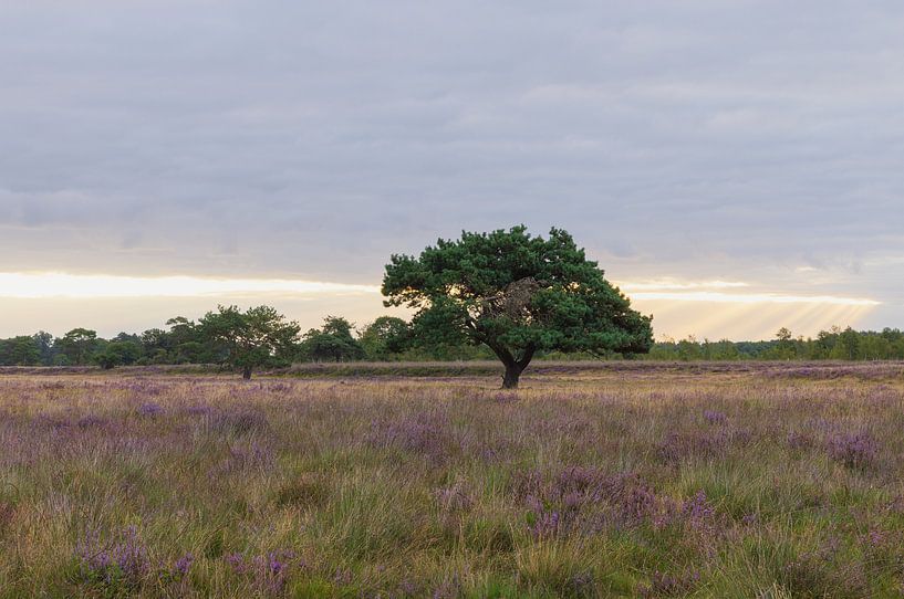 Iconic tree Dwingelderveld during sunrise by Marcel Kerdijk