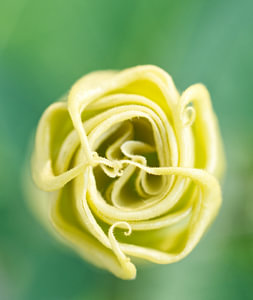 Geschlossene Mondblume Knospe auf Grün