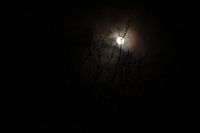 Moonlight