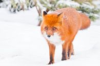 Fuchs in Großaufnahme auf einem Hintergrund von Weihnachtsbäumen. Wunderschöner roter flauschiger Fu von Michael Semenov Miniaturansicht