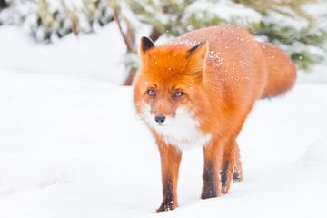 Fox full-face close-up op een achtergrond van kerstbomen. Mooie rode pluizige vos in de sneeuw tijde