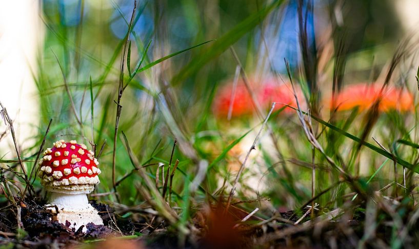 Gros plan d'un petit agaric tue-mouches dans les bois. par Arthur Puls Photography