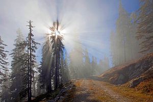 Stralen zonlicht schijnen door een boom in de mist van Christa Kramer