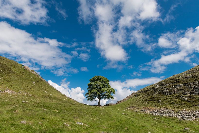 Baum von Johanna Blankenstein
