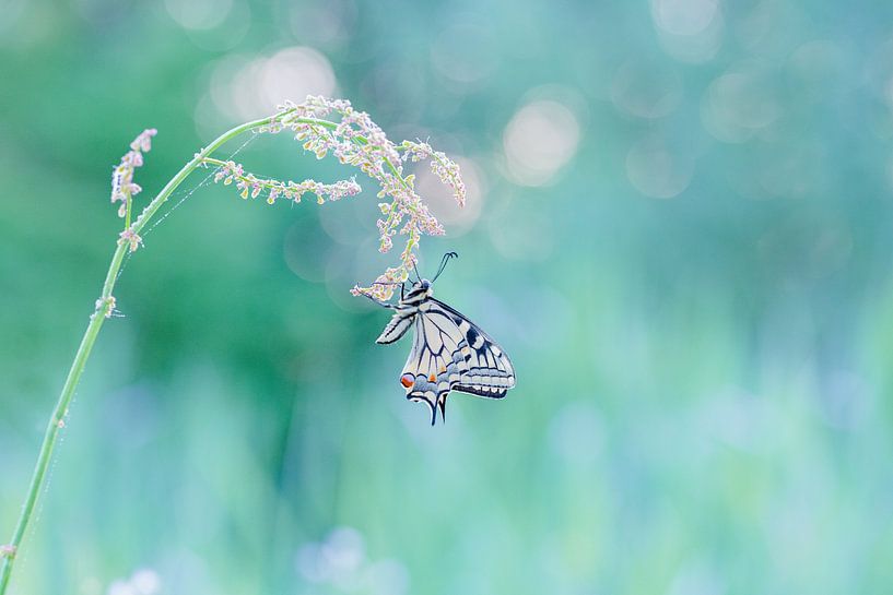 Swallowtail by Larissa Rand