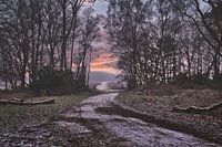 Winterse stilte op de Hoorneboegse Heide