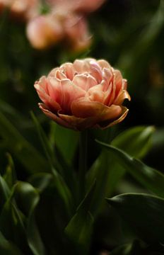 Tulpe von Anne van der Heijden