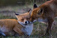 Cuddling two foxes in the Amsterdam Water Supply Dunes during sunset