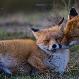 Twee  vossen in de Amsterdamse Waterleidingsduinen bij zonsondergang van Bianca Fortuin