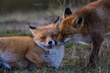 Cuddling two foxes in the Amsterdam Water Supply Dunes during sunset by Bianca Fortuin