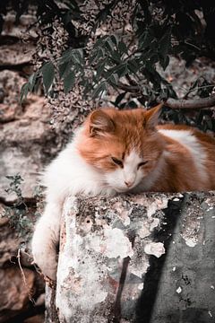 Kattenleven in Athene van Yvonne Gardner