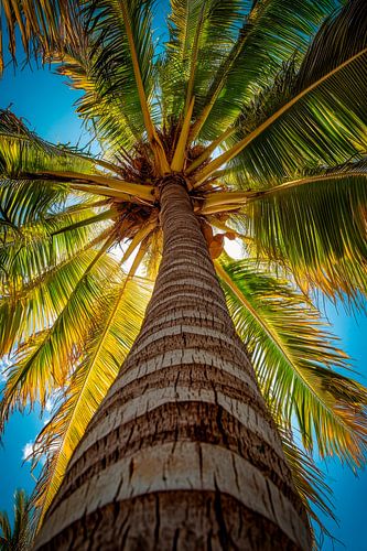 Palmboom in de lucht