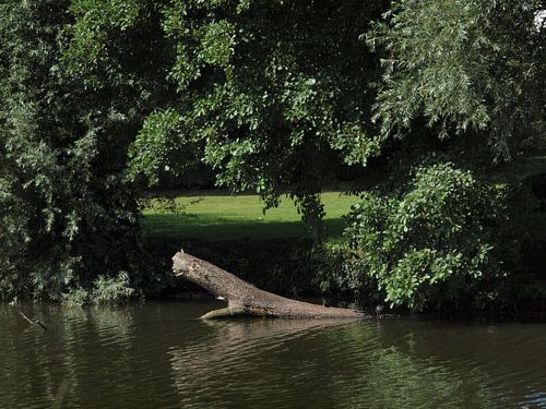 Boomstam komt uit het water