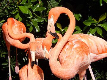 Florida Flamingo's van Esmeralda de Nooijer