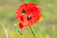 Erdhummel fliegt zu Mohn