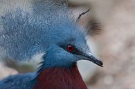 Crown pigeon : Ouwehands Dierenpark by Loek Lobel thumbnail