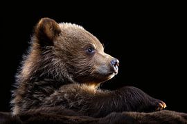 Faszinierender Bärenblick von Art & Soul Creations