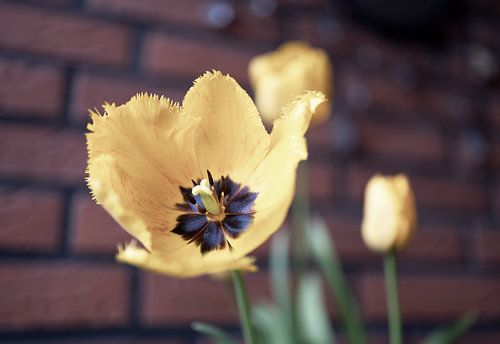 De eerste bloemen in de tuin in het Emsland