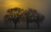 Sunrise in the fog illuminates the sky and trees