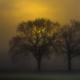 Sonnenaufgang im Nebel beleuchtet den Himmel und die Bäume von Maarten Salverda