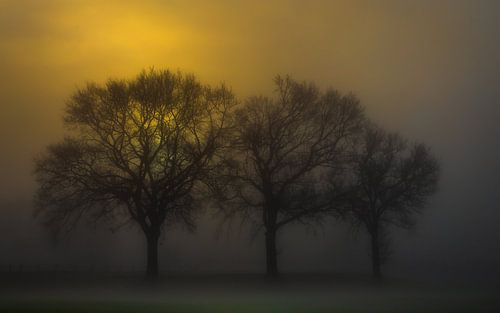 Zonsopkomst in de mist verlicht de lucht en de bomen