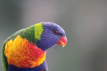 Volledig gekleurde lorie (Trichoglossus haematodus) van Dirk Rüter