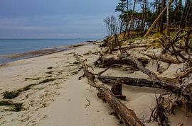 Tree remains on the beach