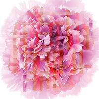 Peony pink red orange