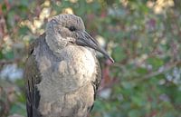 Hagedasch Ibis van Werner Lehmann thumbnail