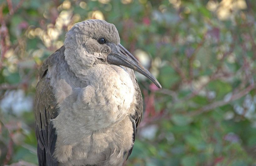 Hagedasch Ibis van Werner Lehmann