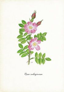 Egelantier