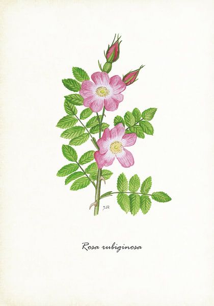 Egelantier von Jasper de Ruiter