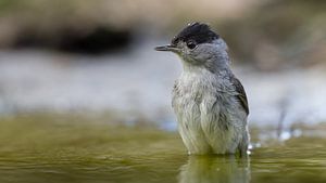 Zwartkop in een plas water