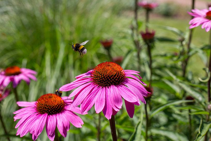 Chapeau rouge avec une abeille par Yannick uit den Boogaard