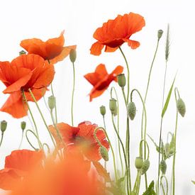 Poppies by Brigitte van Krimpen