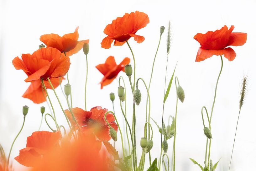 Klaprozen van Brigitte van Krimpen